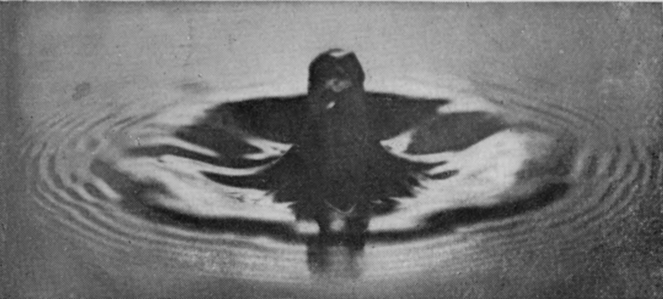 9 0·087 sec. — A tall column with a swollen head rises from a broad mound, with rings of ripples spreading far out across the water.