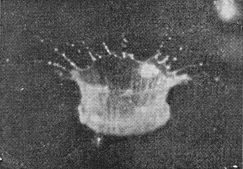 4 0·009 sec. — A tall cylindrical crater has risen, its jagged rim breaking into a crown of fine jets, each tipped with a droplet.