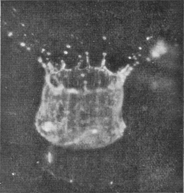 5 0·018 sec. — The crater stands higher still, with a thickened rope-like rim throwing up a ring of jets and droplets; the mouth is just beginning to close.