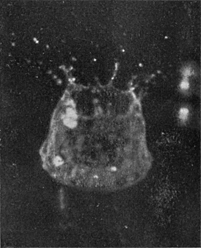 6 0·018 sec. — The crater walls lean inward at the top, so that the mouth has narrowed, and a few short arms still rise from the drawn-in rim.