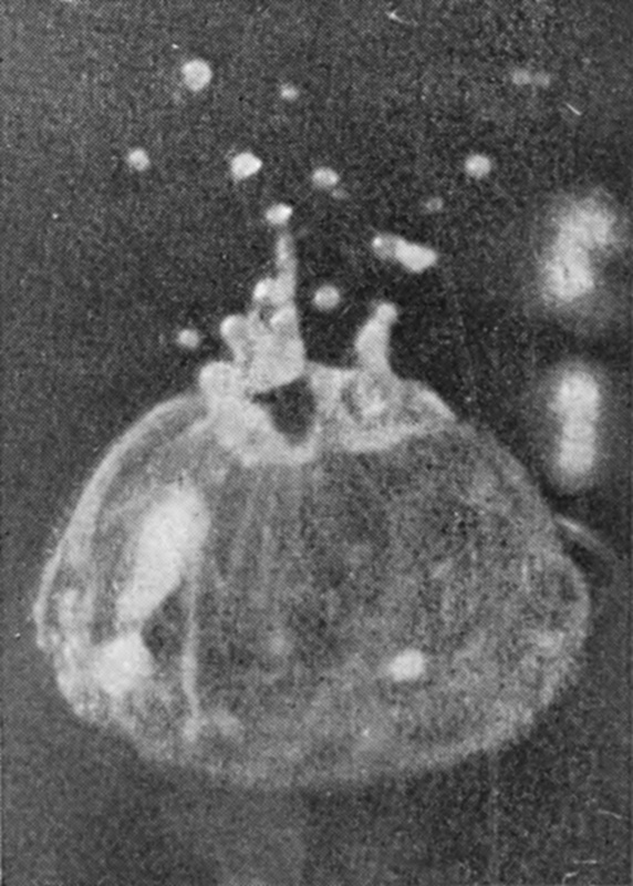 7 0·039 sec. — The mouth of the crater has closed over to form a bubble, with a knot of liquid at its summit where the rim met and droplets flung up above it.