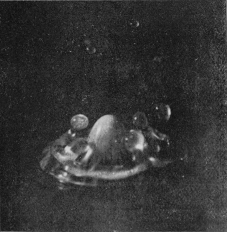 10 a 0·103 sec. — In pure water, the rounded summit of the column, with the original milk-drop at its top, emerges through the reopening mouth of the bubble among small clear globules.