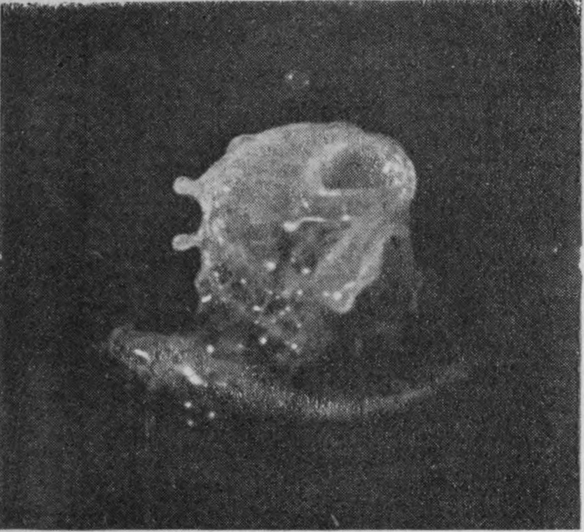 12 0·095 sec. — The bubble has burst and the emergent column is tangled in its liquid, a ragged mass with holes and projecting lobes above a flat ring on the surface.