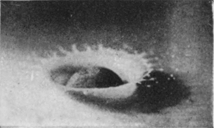 4 — Only the top of the sphere shows inside a thin-walled crater whose rim is fringed all round with short spiky lobes.