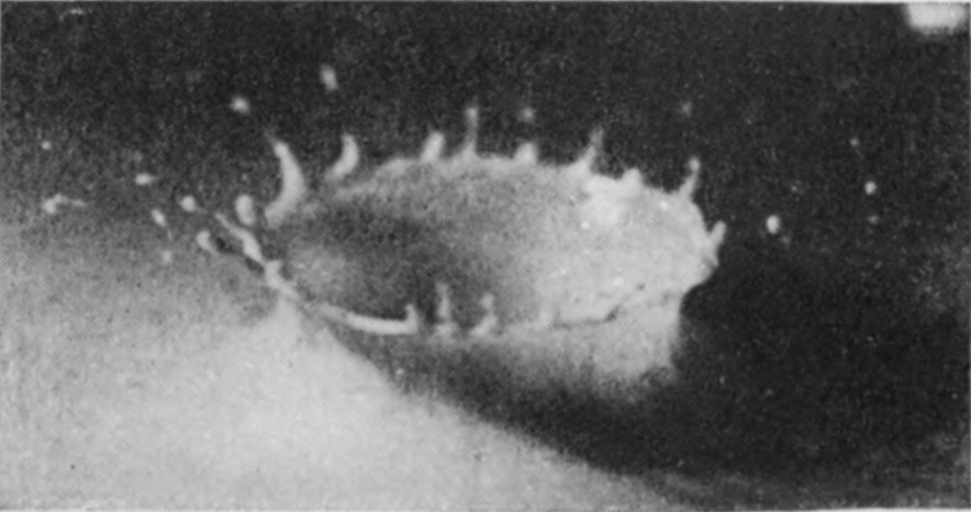 6 — The crater, seen low and nearly edge-on, has its rim broken into many curling points, with drops flung into the air above.