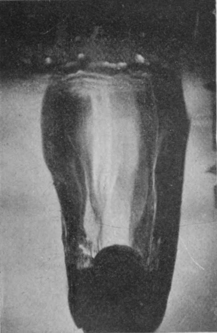 4 0·023 sec. — The pocket of air has lengthened into a long bag with the sphere at its lower end and drops beading along the crater lip.