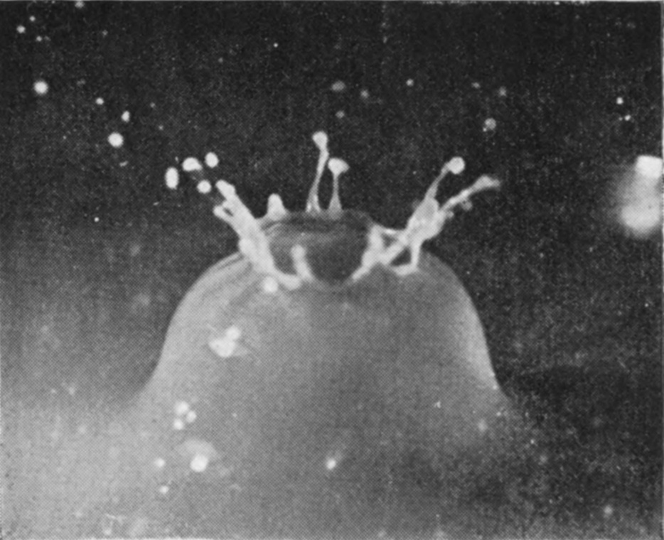 4 0·017 sec. — The crater rises as a thin-walled dome whose rim is drawing together, slender fingers tipped with drops reaching inward over the opening.