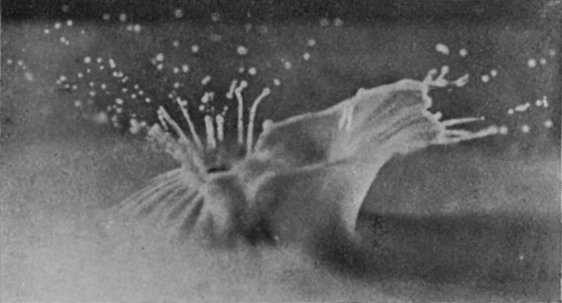 6 — The half-rough sphere gives both splashes at once: on the left a furrowed sheath closing into fine jets, on the right a broad sheet flung outward.