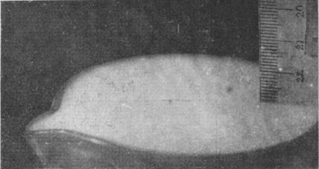 Fig. A — The narrow vessel filled brimful with milk, the lower edge of a card millimetre scale just touching the surface on the right and the spout at the left.