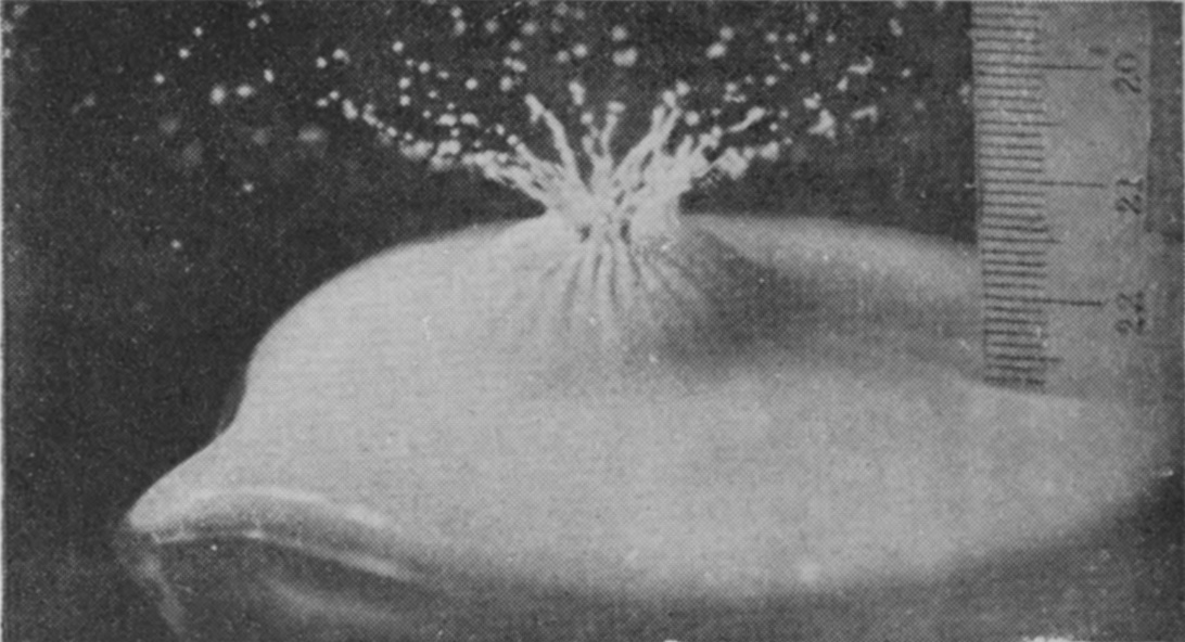 Fig. B — The same vessel just after the sphere has gone in, with a spray of fine jets rising where it entered and the millimetre scale at the right.