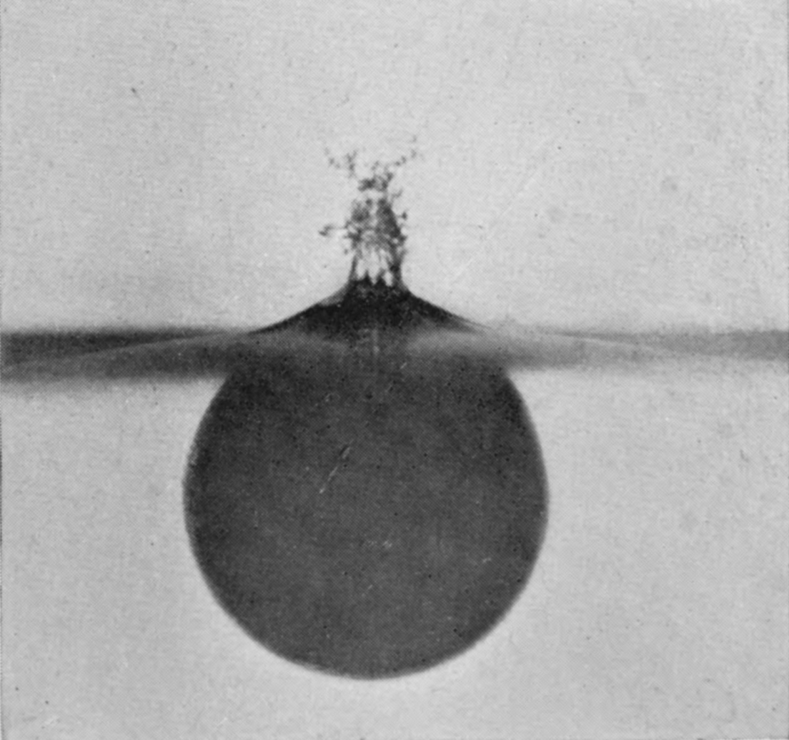 6 0·014 sec. — The sphere is wholly below the surface, and above it the sheath has drawn into a low pointed mound topped by a small spray.