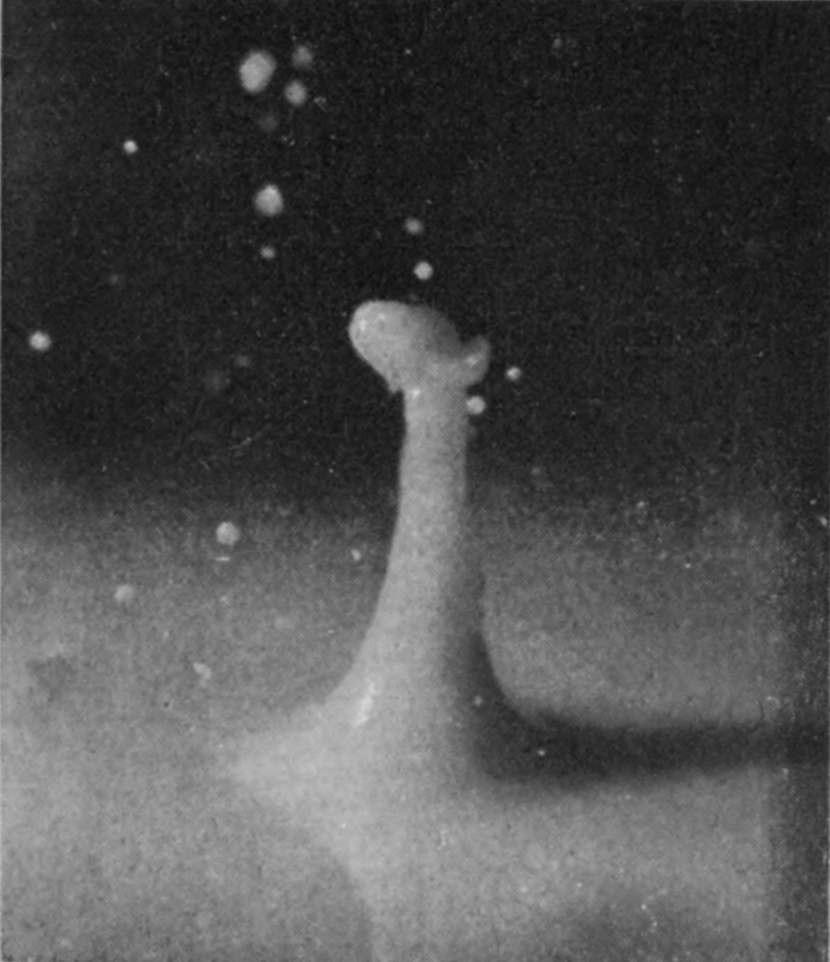 7 0·031 sec. — A tall smooth column has risen above the flat surface, with a lop-sided head and a scatter of droplets above it.