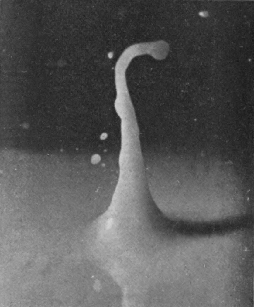 8 0·045 sec. — The column is taller and its head curls over to one side into a hook, the characteristic lop-sided curvature.