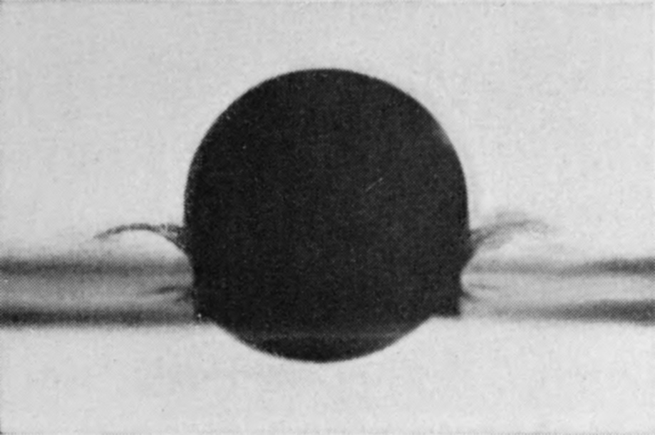 1 T = 0 — Seen in silhouette through the water, the half-sunk sphere is edged at the surface by thin feathery wisps of the sheath arching out on either side.