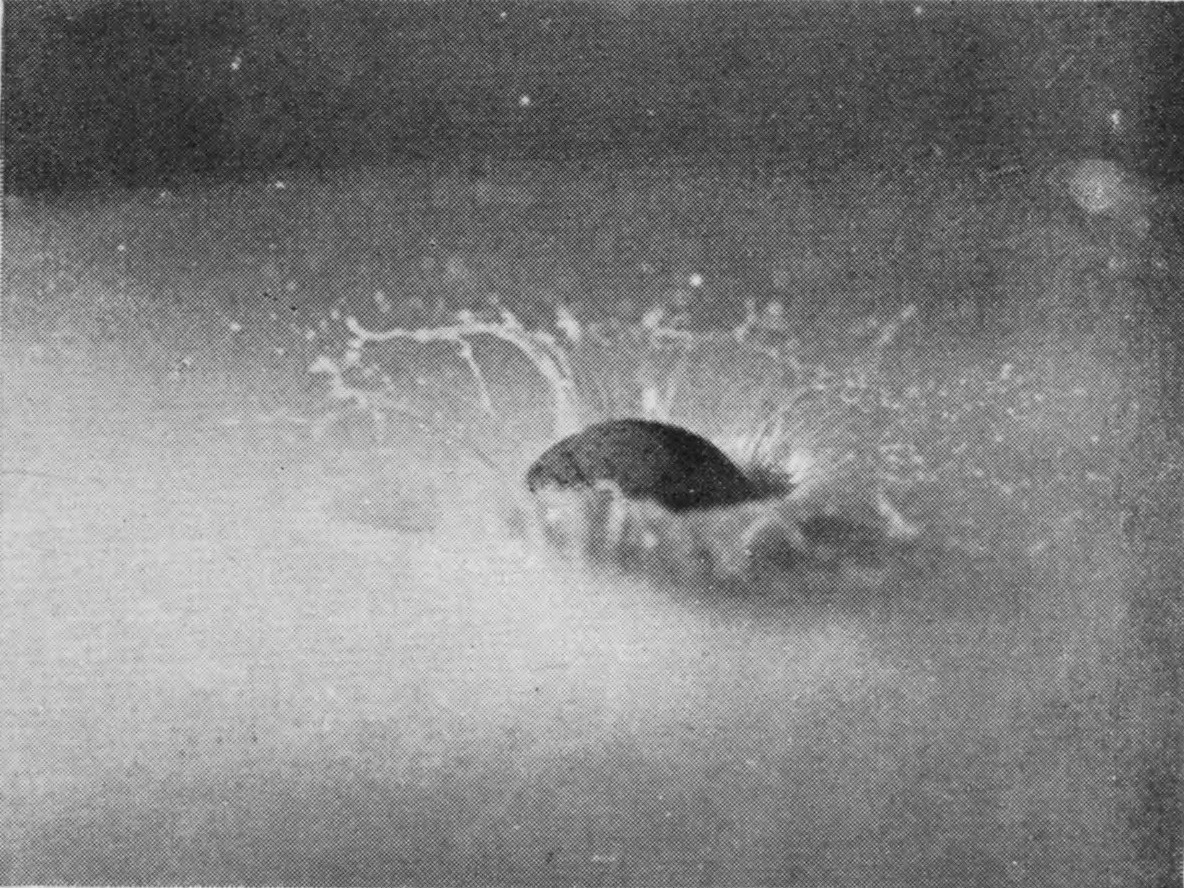 2 0·003 sec. — The crater wall climbs round the still visible top of the sphere, fringed with branching jets that break into droplets.