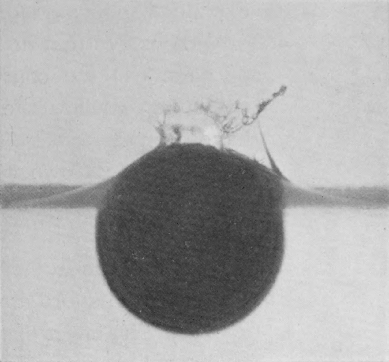 2 — Over the dusted top and right side the film has left the sphere as a torn, spray-fringed sheet standing off from it, while the left side stays smoothly covered.