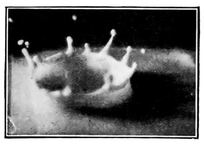 Time after contact = ·0391 sec. — The crown has grown taller and its arms end in round beads that are about to split off.