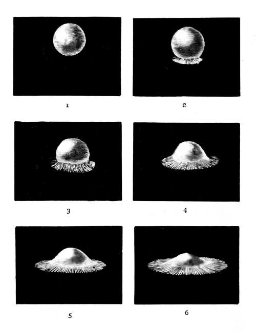 First Series 1 through 6 — White on black, the sphere of mercury comes down onto the plate, then flattens into a low dome whose base shoots out a widening fringe of minute rays.