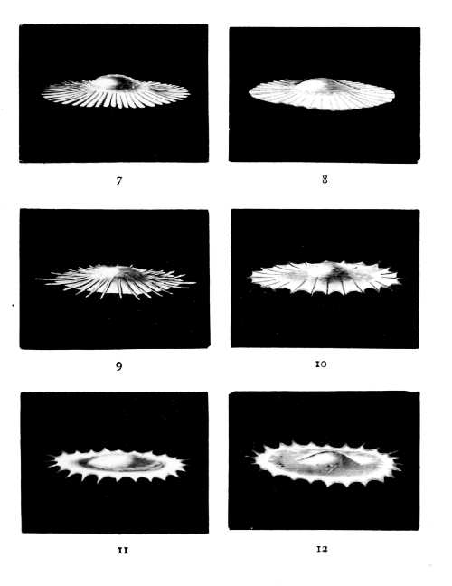 First Series 7 through 12 — The drop spreads into a thin disc edged with rays, its outline nearly smooth at 8; main rays shoot out at 9, and a toothed annular rim forms.