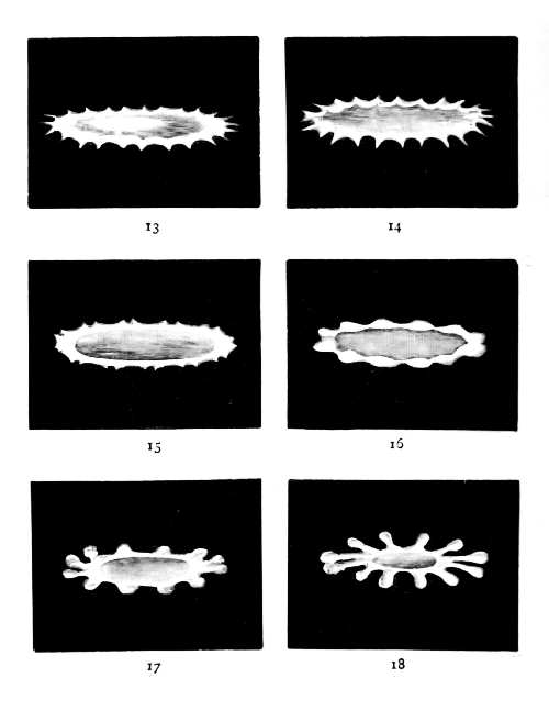 First Series 13 through 18 — The toothed rim smooths into an annulus round the thin central film, then divides into lobes, which grow into short arms.