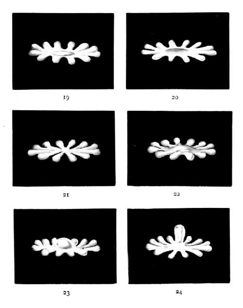 First Series 19 through 24 — The whole contracts, and the arms, with blobs at their ends, draw inward to a star; the liquid rises in the centre, beginning the rebound.