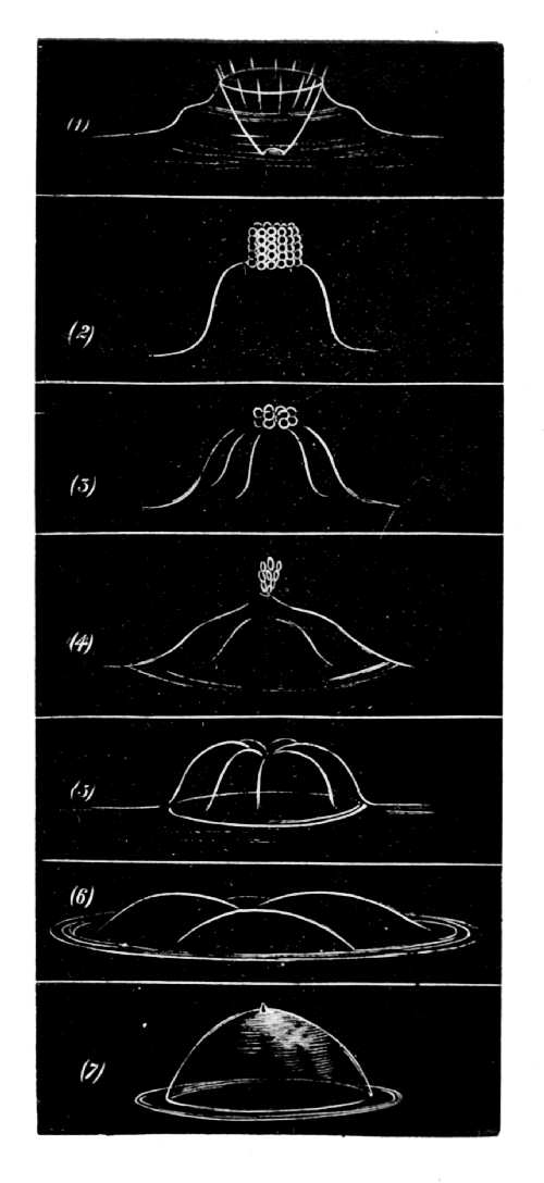 Fifth Series 1 through 7 — The basket hollow with the drop at its point rises into a dome that closes; liquid flows down channels in its sides, leaving a creased bubble.