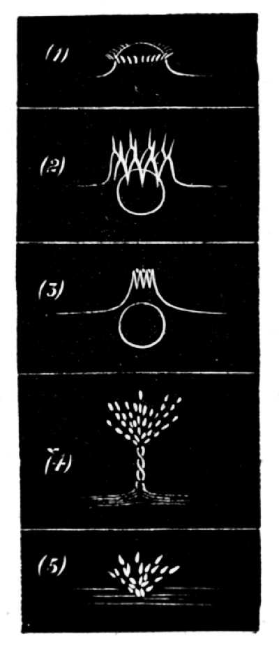 Series VII. When the sphere is not well dried and polished . — A less well dried sphere raises fine jets above it as it goes under; they gather into a column that bursts into a tree of drops.